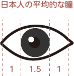 日本人の平均的な瞳 1：1.5：1