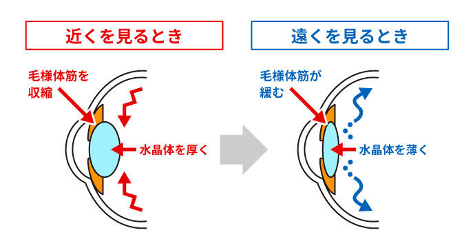 【近くを見るとき】毛様体筋を収縮/水晶体を厚く 【遠くを見るとき】毛様体筋が緩む/水晶体を薄く